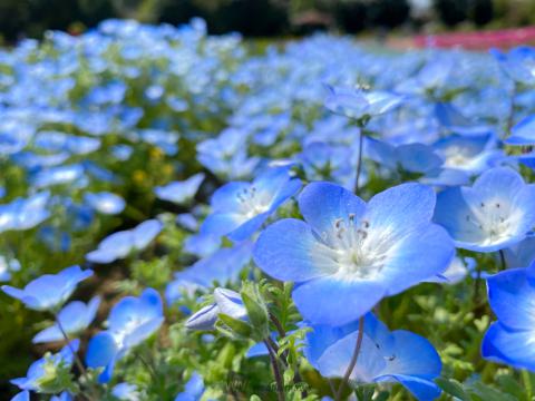 青の春花 ネモフィラ 注目の空の写真 ウェザーニュース