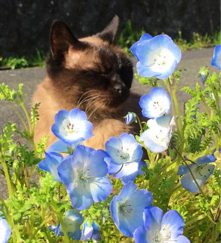 青の春花 ネモフィラ 注目の空の写真 ウェザーニュース