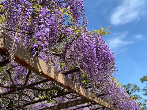 綺麗に垂れ下がる藤の花 注目の空の写真 ウェザーニュース