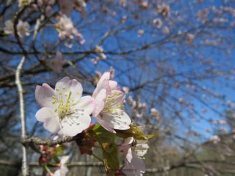 音更町鈴蘭公園にて...