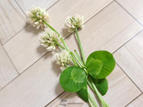 シロツメクサで蝶々作り 注目の空の写真 ウェザーニュース