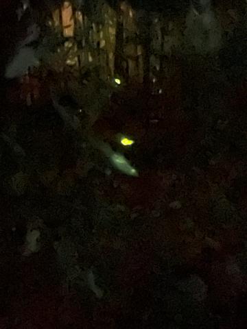 井岡一翔５階級チャンピオンと宮崎亮選手の自作切り絵です ...