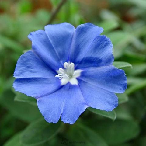 癒しの青い花 注目の空の写真 ウェザーニュース