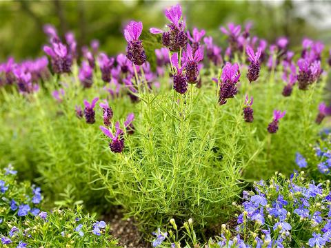 ☆紫系の花かんむり☆ 楽天市場】オカムラサキ(丘紫)・ラベンダー(スパイカ系)/【夏