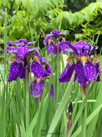 癒しのムラサキの花 注目の空の写真 ウェザーニュース