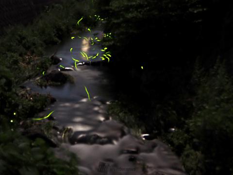 蛍飛び交うモネの水鉢♡直径15センチ - beachculture.co.jp