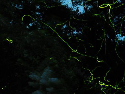 蛍飛び交うモネの水鉢♡直径15センチ - beachculture.co.jp