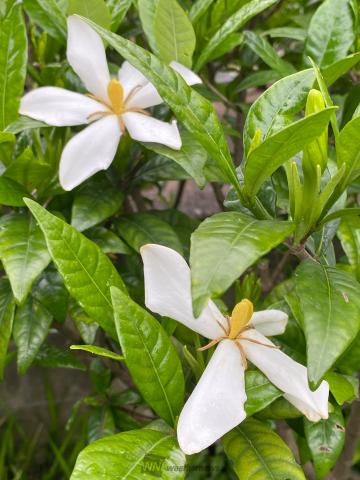 甘い香りのクチナシの花 注目の空の写真 ウェザーニュース