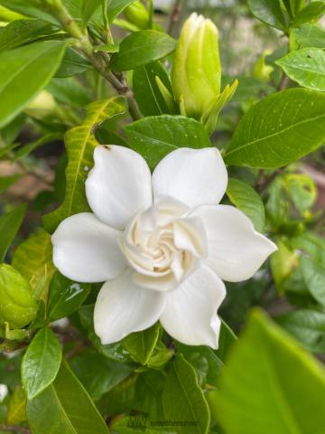 甘い香りのクチナシの花 注目の空の写真 ウェザーニュース