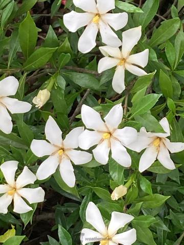 甘い香りのクチナシの花 注目の空の写真 ウェザーニュース