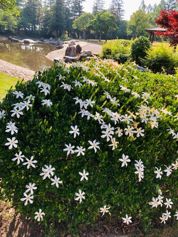 甘い香りのクチナシの花 注目の空の写真 ウェザーニュース