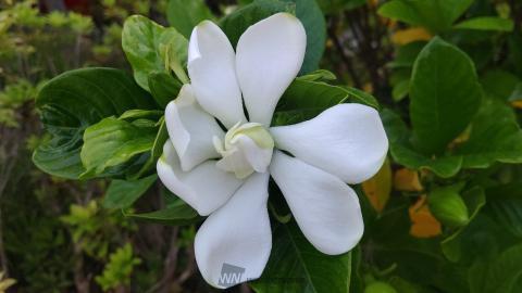 甘い香りのクチナシの花 注目の空の写真 ウェザーニュース