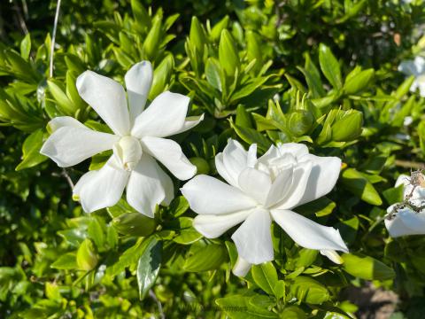 甘い香りのクチナシの花 注目の空の写真 ウェザーニュース