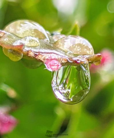 雨雫の輝き 注目の空の写真 ウェザーニュース