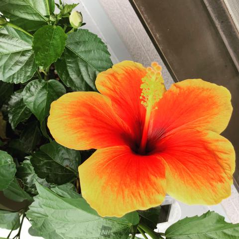 季節を感じる夏の花 注目の空の写真 ウェザーニュース