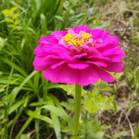 季節を感じる夏の花 注目の空の写真 ウェザーニュース