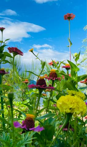 夏を彩る花 注目の空の写真 ウェザーニュース