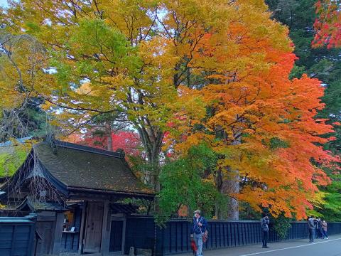 角館の紅葉情報 22 ウェザーニュース