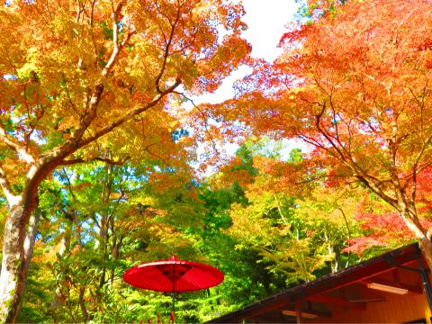 高雄の紅葉情報 22 ウェザーニュース