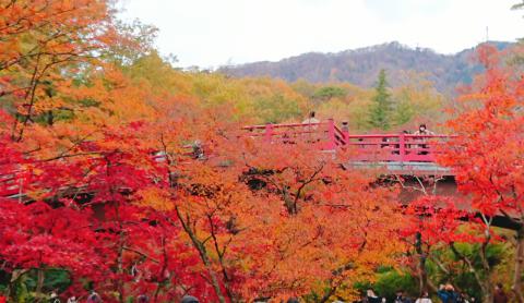 弥彦公園もみじ谷の紅葉情報 22 ウェザーニュース