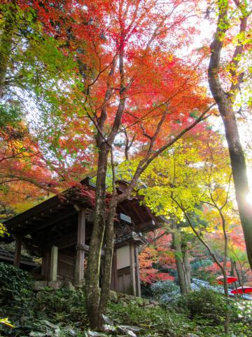 神戸布引ハーブ園 ロープウェイの紅葉情報 22 ウェザーニュース