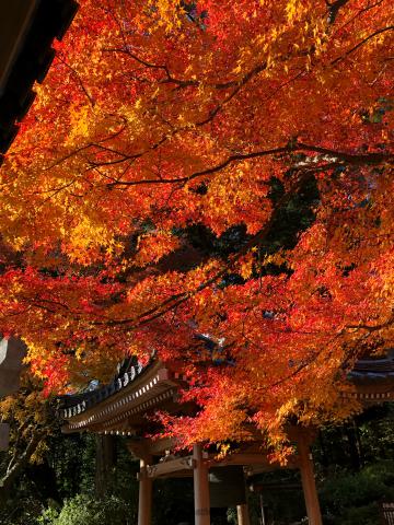 大興善寺の紅葉情報 22 ウェザーニュース