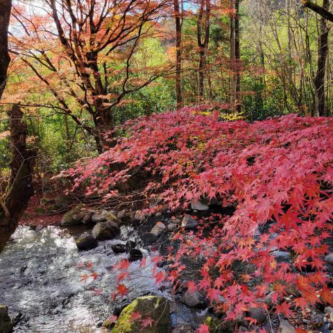 花園渓谷の紅葉情報 22 ウェザーニュース