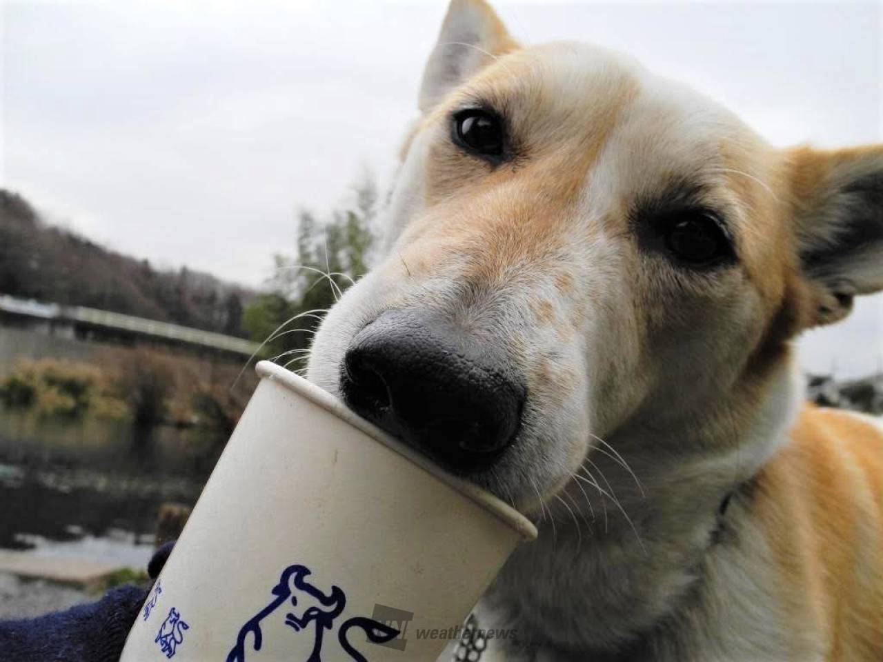 犬たちで感じる季節感 注目の空の写真 ウェザーニュース