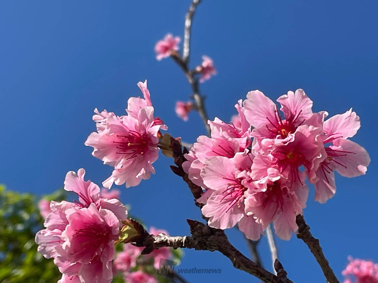 沖縄の桜の様子 注目の空の写真 ウェザーニュース