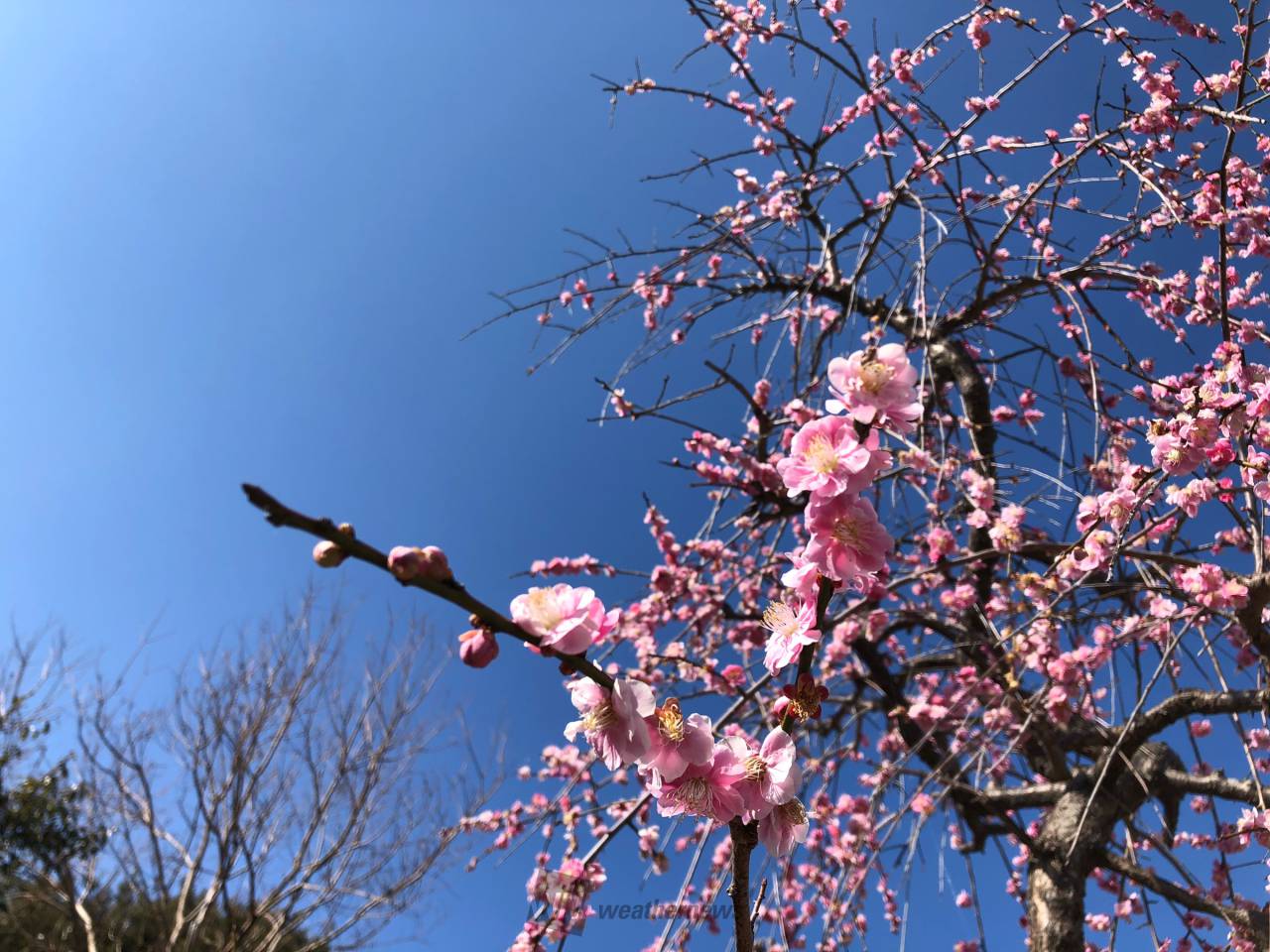 3月3日は 桃の節句 注目の空の写真 ウェザーニュース