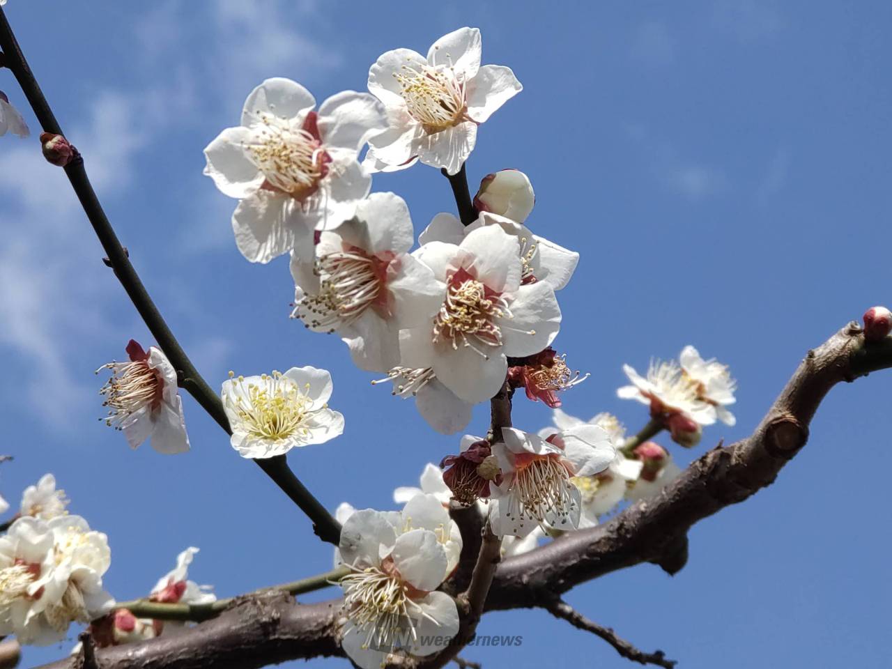 春を感じる花たち 注目の空の写真 ウェザーニュース