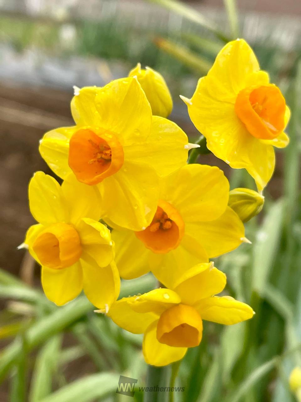 春を感じる花たち 注目の空の写真 ウェザーニュース