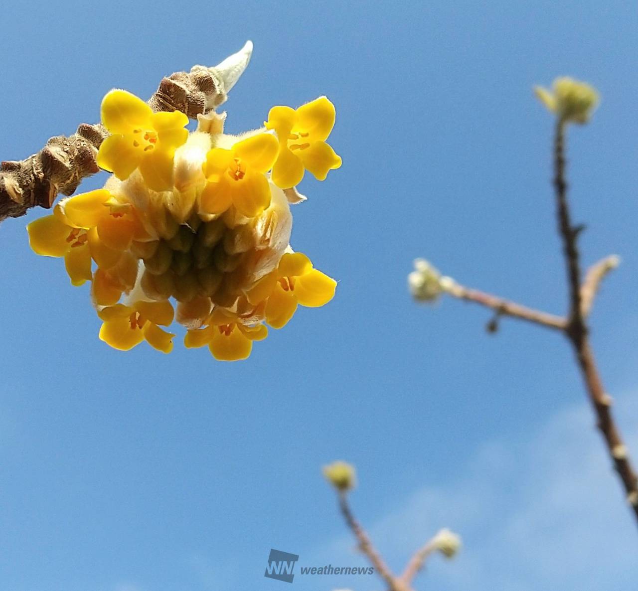 春を感じる花たち 注目の空の写真 ウェザーニュース
