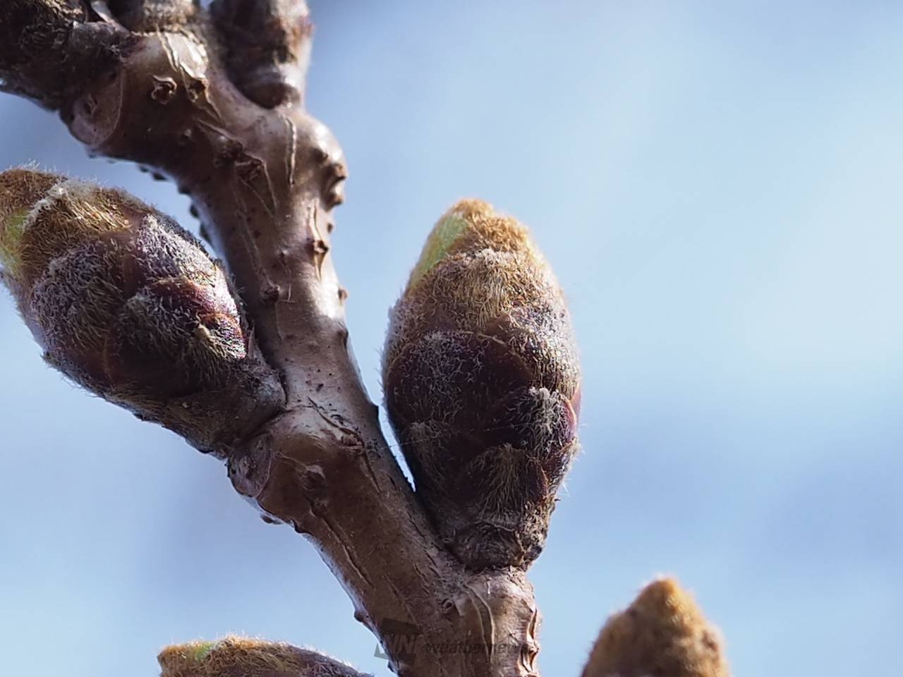 桜のつぼみは順調に生長中 注目の空の写真 ウェザーニュース