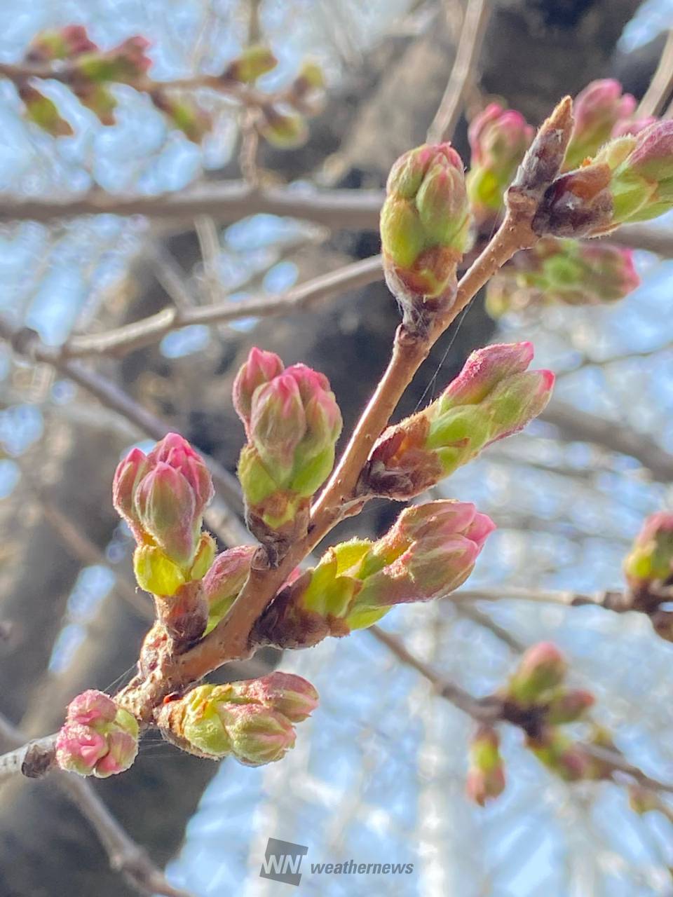 福岡で全国で今年初の桜開花 注目の空の写真 ウェザーニュース