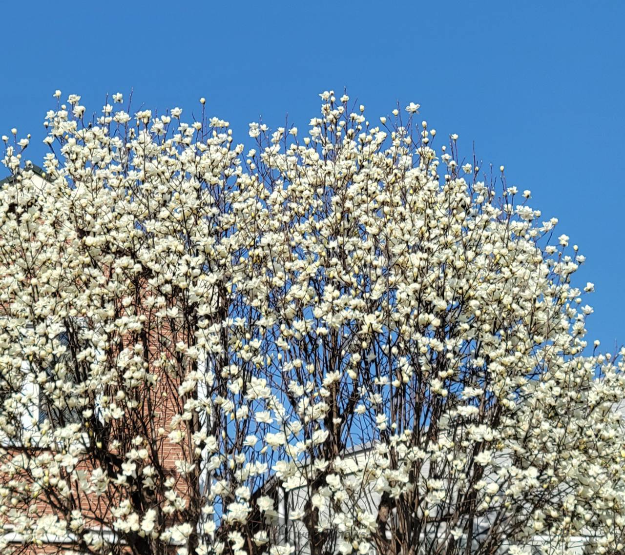 モクレン コブシ 注目の空の写真 ウェザーニュース