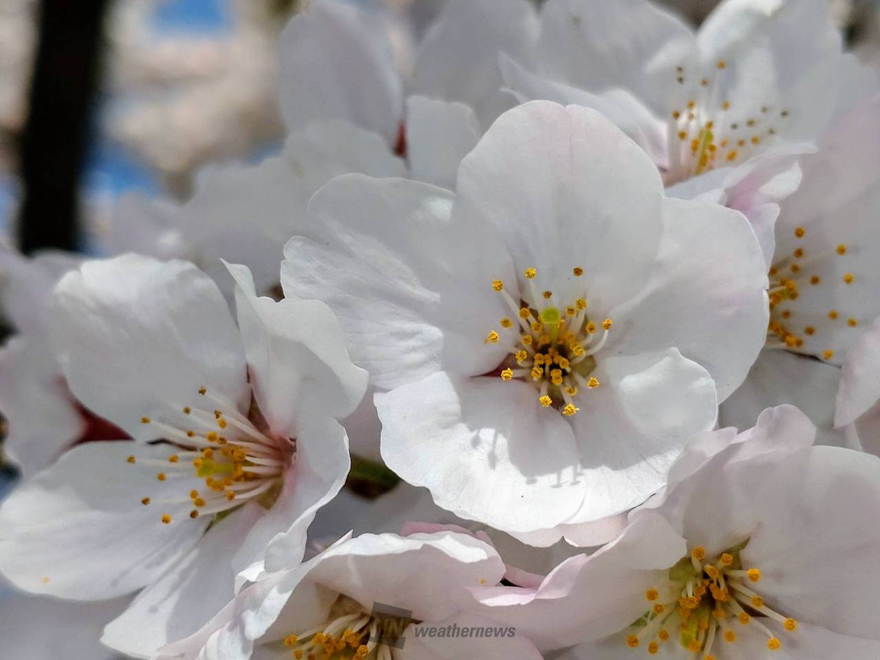 桜が散るサインは花の中心にあり 注目の空の写真 ウェザーニュース