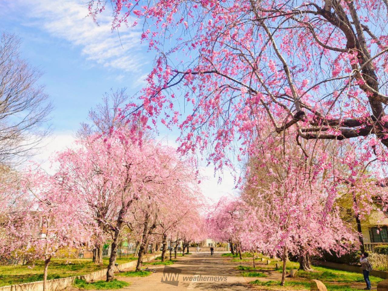 小金井公園の花見 桜情報 23年 ウェザーニュース
