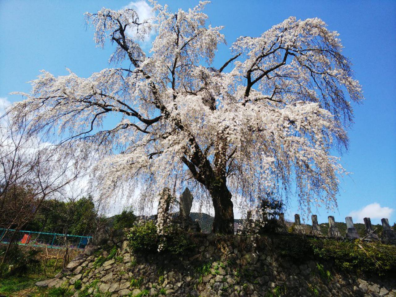 原間のイトザクラの花見・桜情報【2024】｜ウェザーニュース