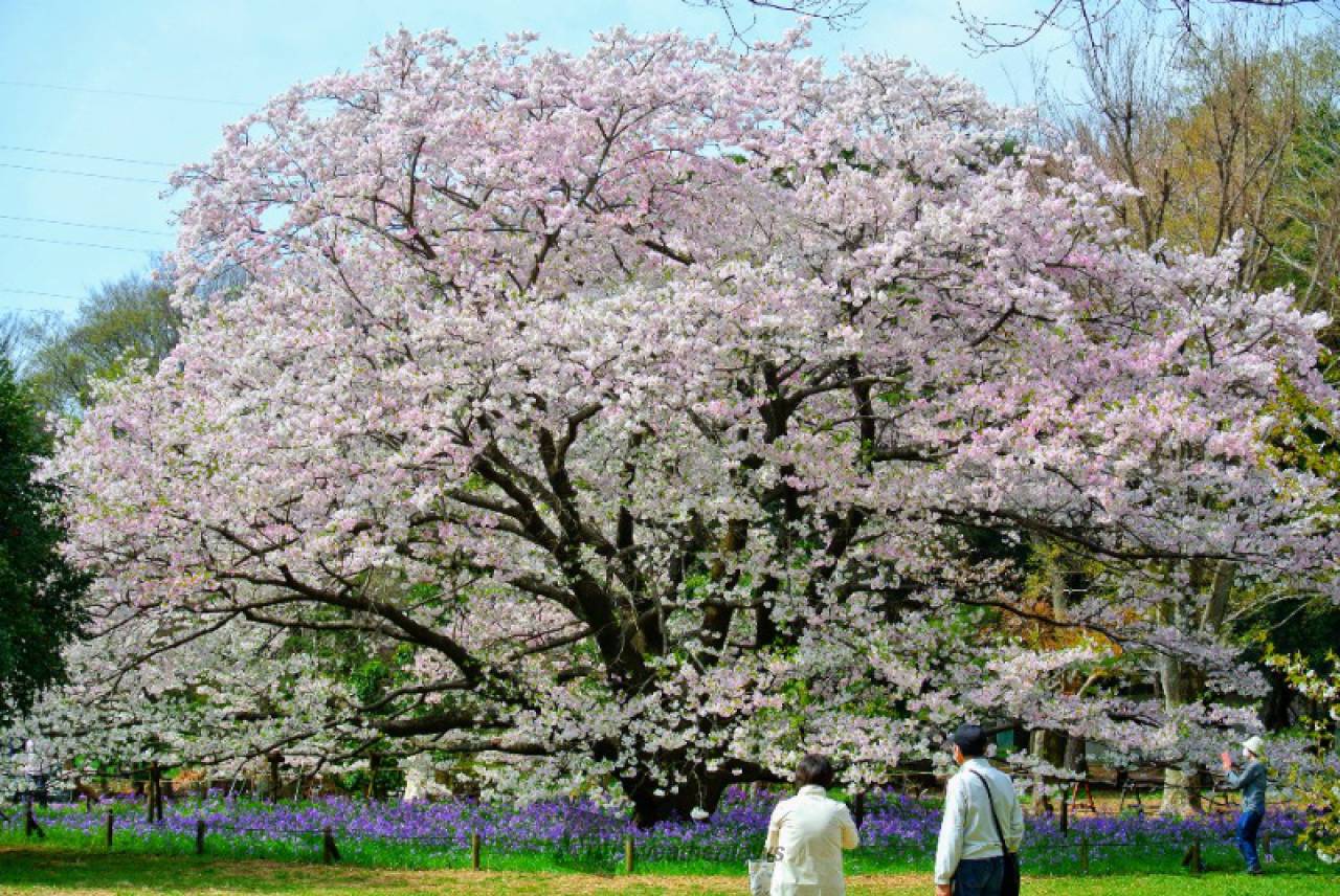 小金井公園の花見 桜情報 23年 ウェザーニュース