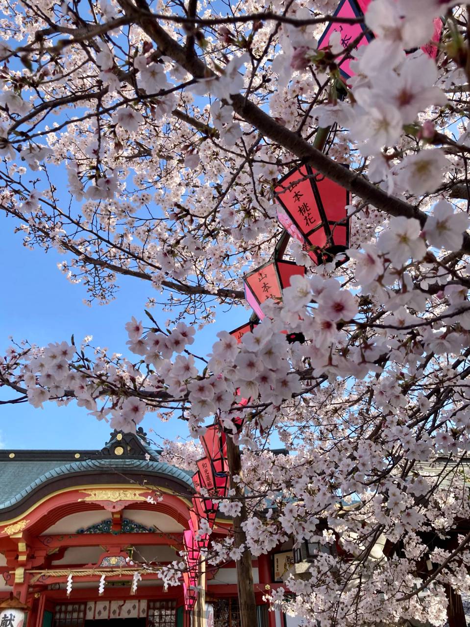 桜とのコラボ 注目の空の写真 ウェザーニュース