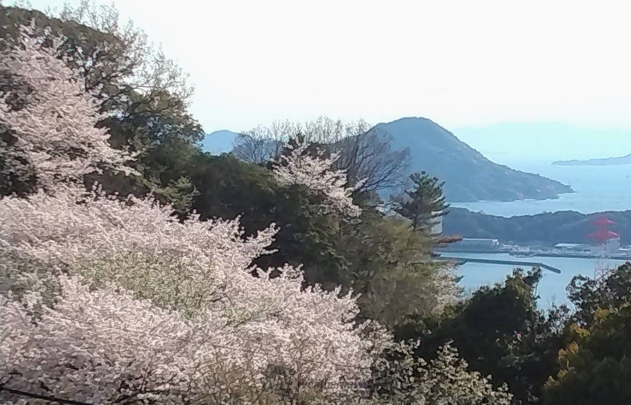 桜とのコラボ 注目の空の写真 ウェザーニュース