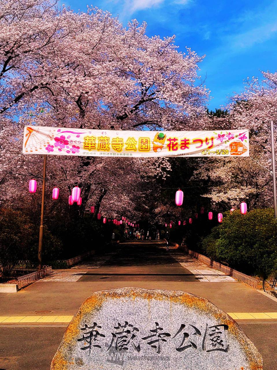 吉野屋 さんの伊勢崎市華蔵寺公園さくらリポート さくらch ウェザーニュース