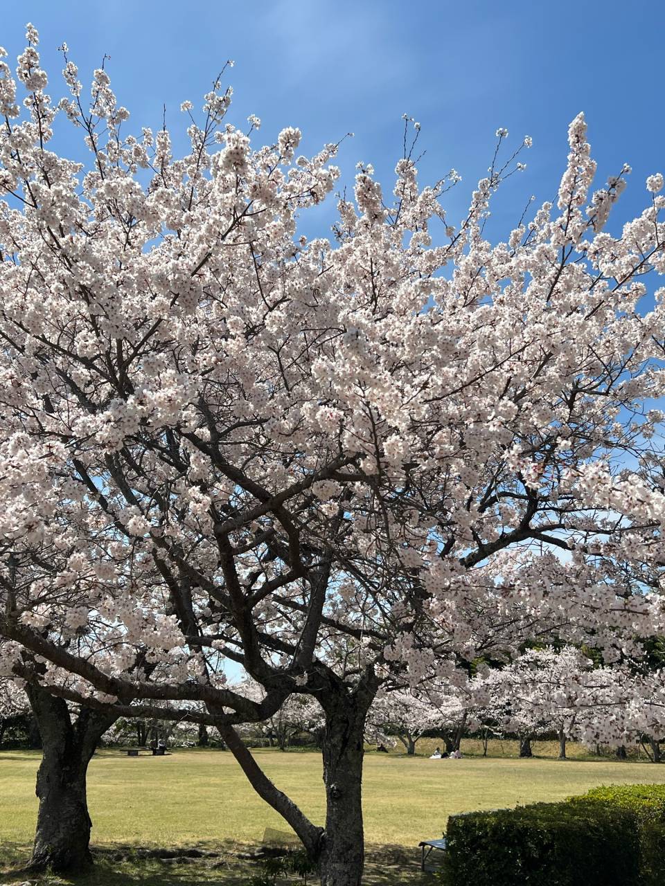 毛利氏庭園の花見・桜情報【2024】｜ウェザーニュース