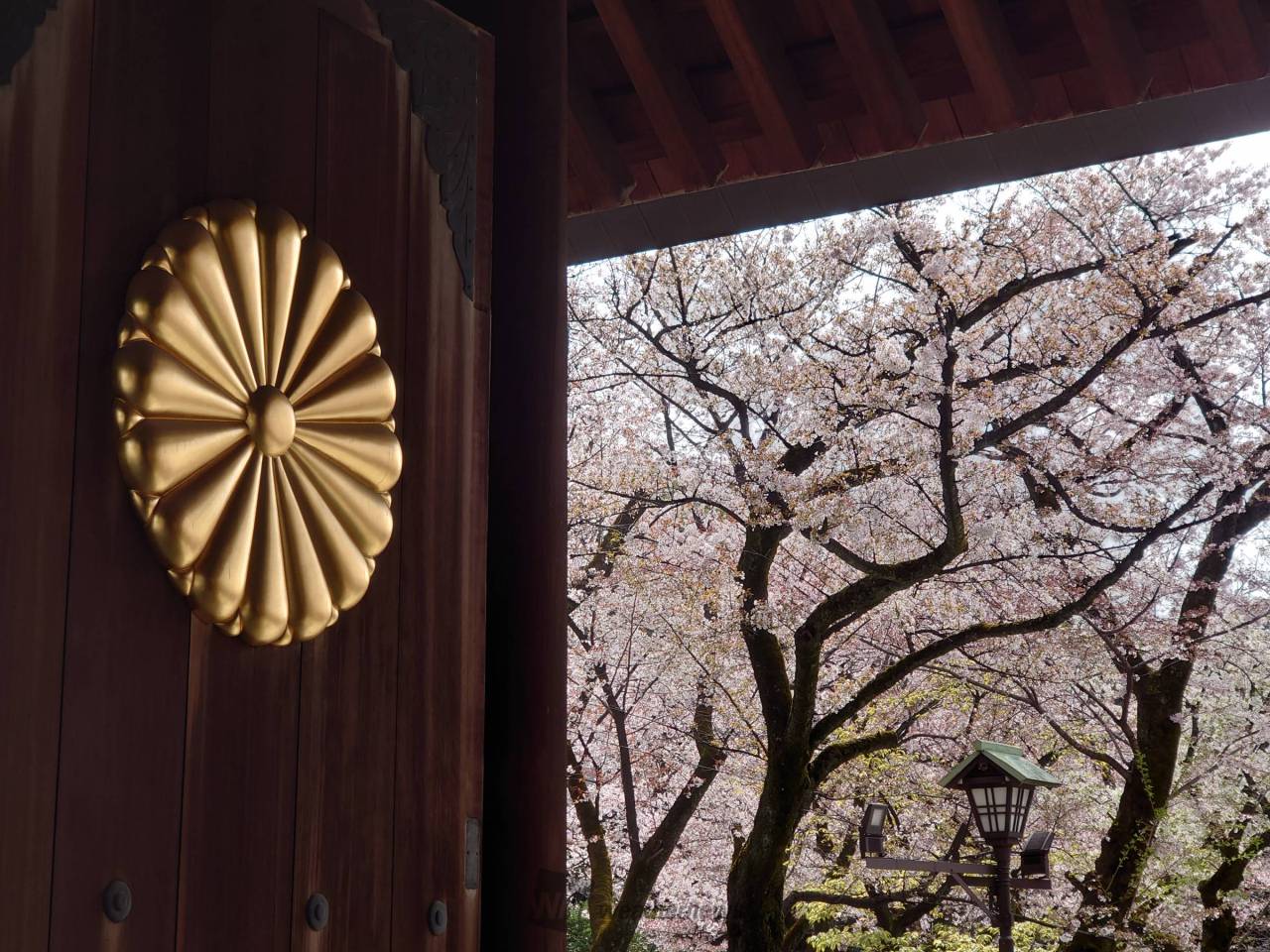 靖国神社の花見・桜情報【2023年】｜ウェザーニュース