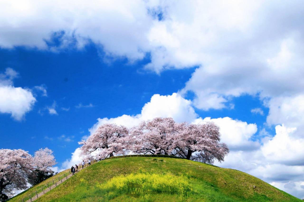 丸墓山古墳（さきたま古墳群）の花見・桜情報【2023年】｜ウェザーニュース