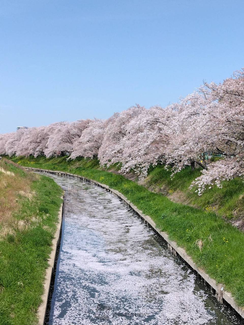 桜絨毯や花筏 注目の空の写真 ウェザーニュース