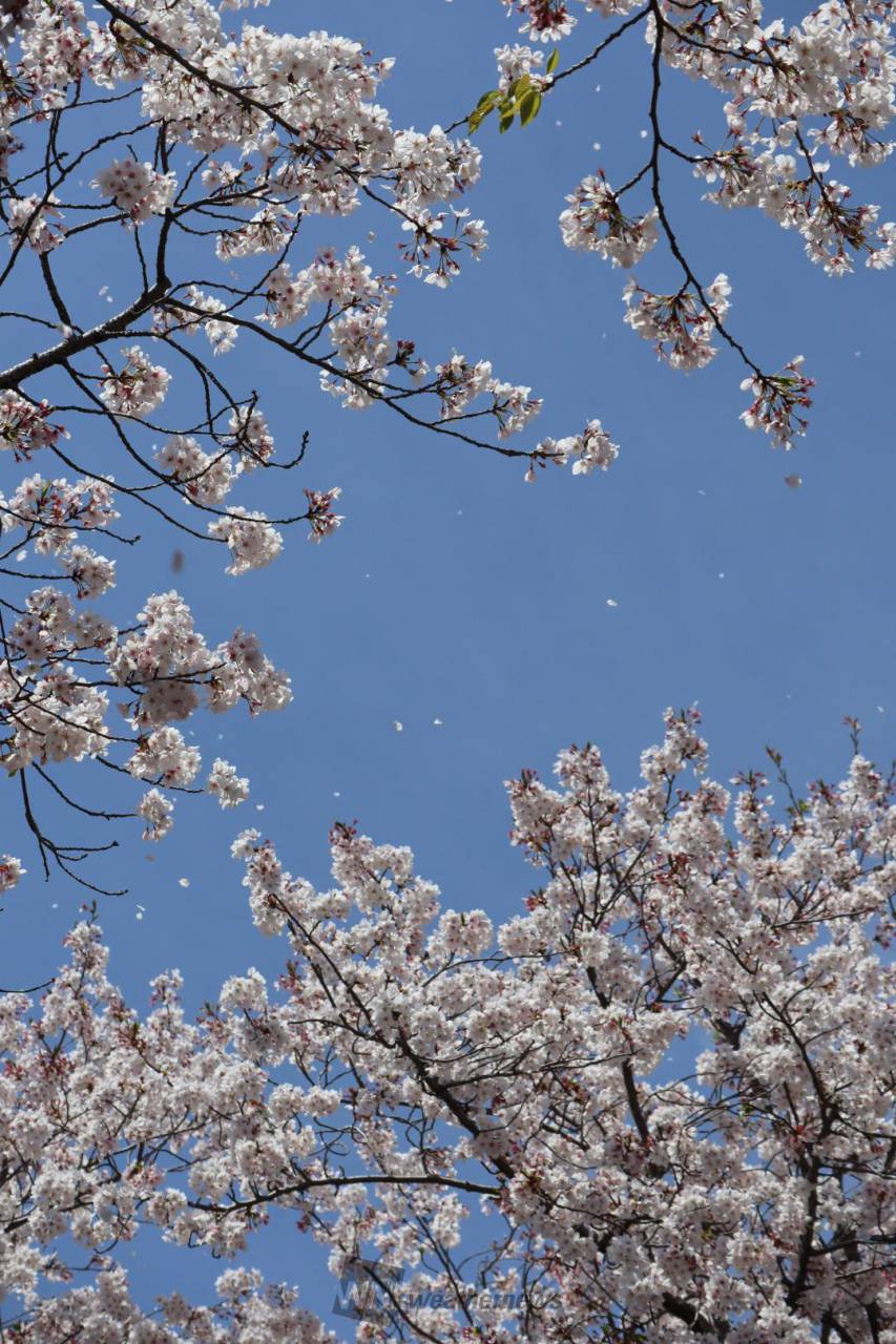 ひらひらと舞う桜吹雪 注目の空の写真 ウェザーニュース