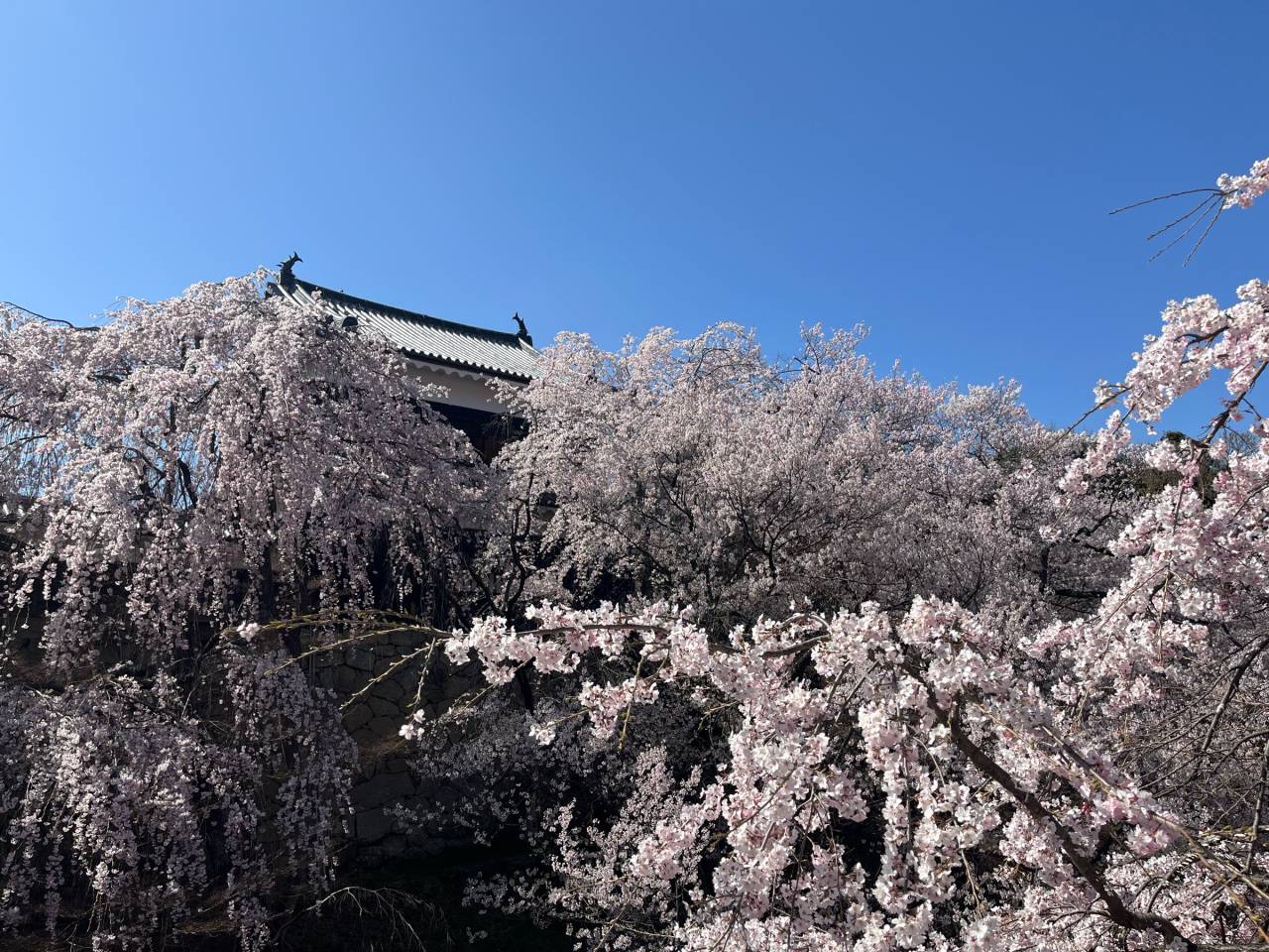 上田城跡公園の花見・桜情報を掲載！今は何分咲き？最新の桜の開花状況を確認して、お花見の計画の参考に。