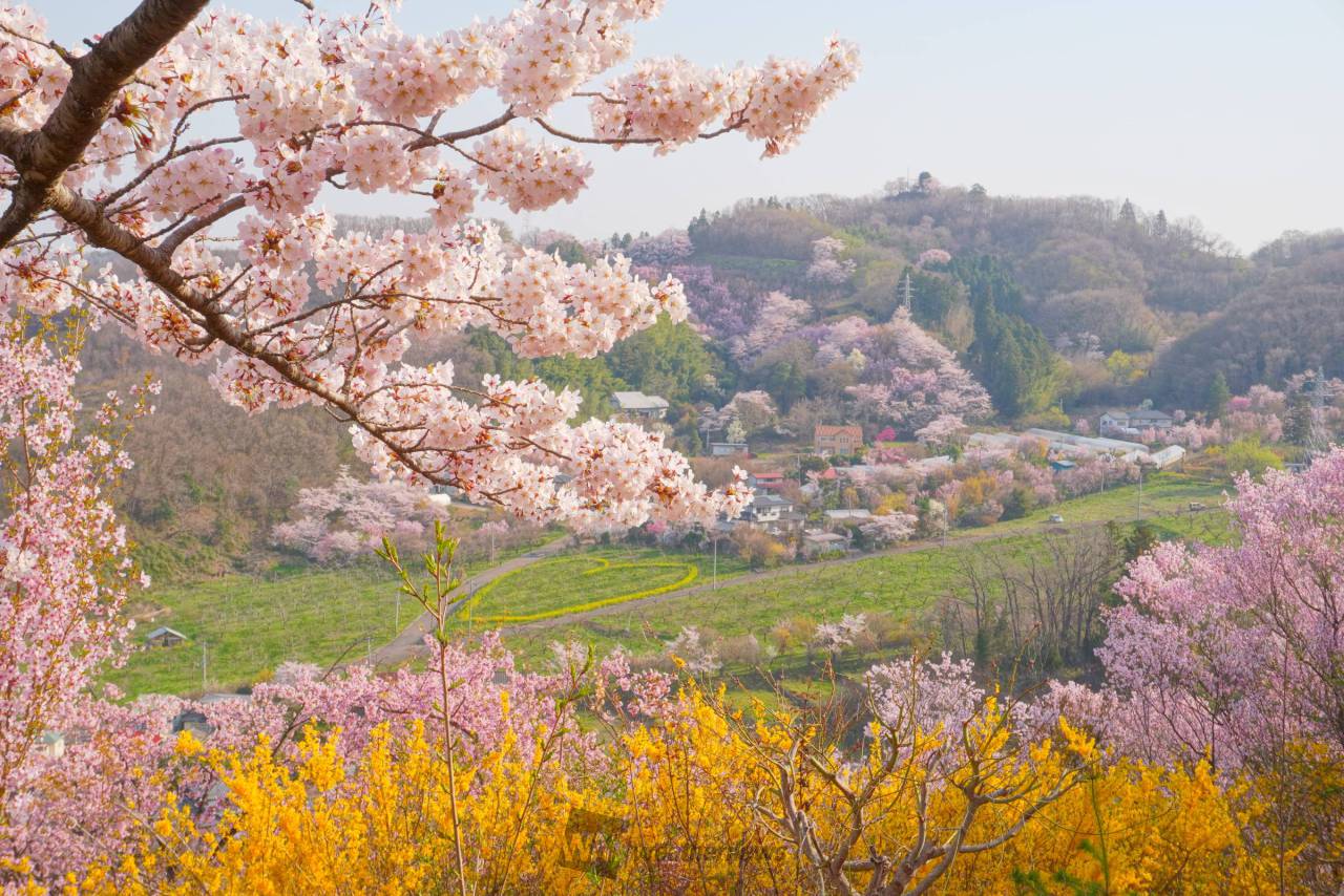 花見山公園の花見・桜情報を掲載！今は何分咲き？最新の桜の開花状況を確認して、お花見の計画の参考に。